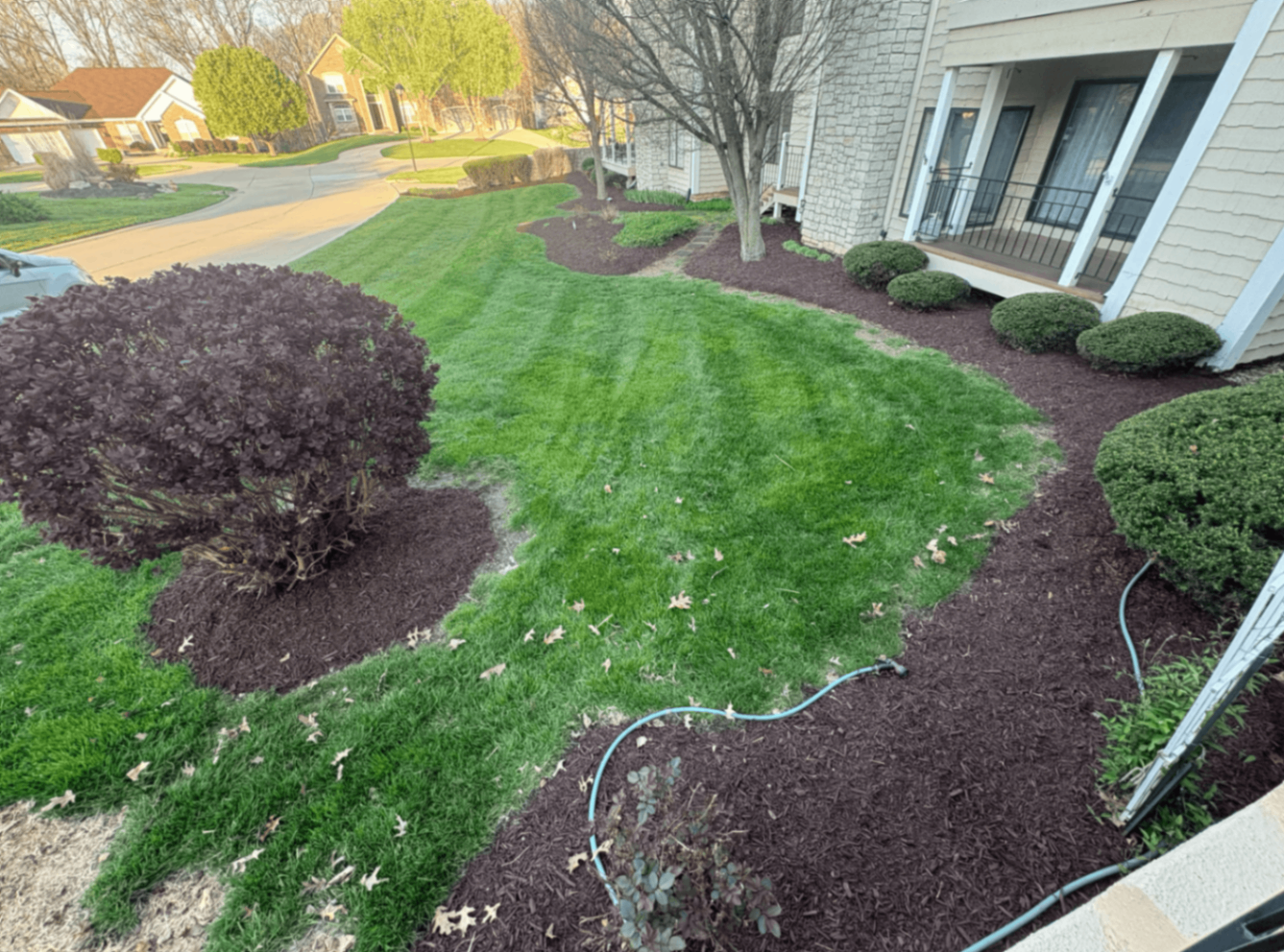 Fresh brown mulch installation wrapping around front shrubs and foundation beds